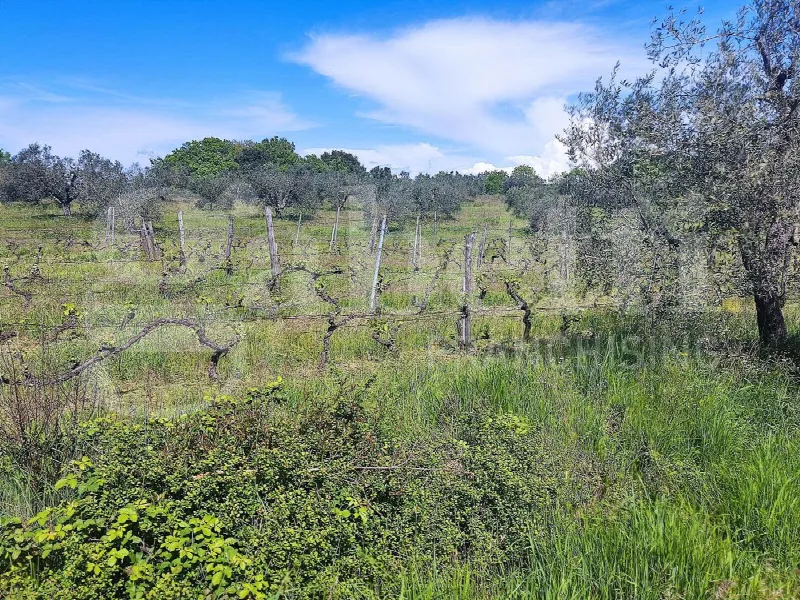 Rustico/Casale in vendita a Massa Marittima - foto 1