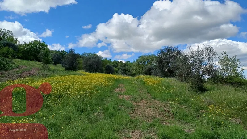 Rustico/Casale in vendita a San Venanzo - foto 7
