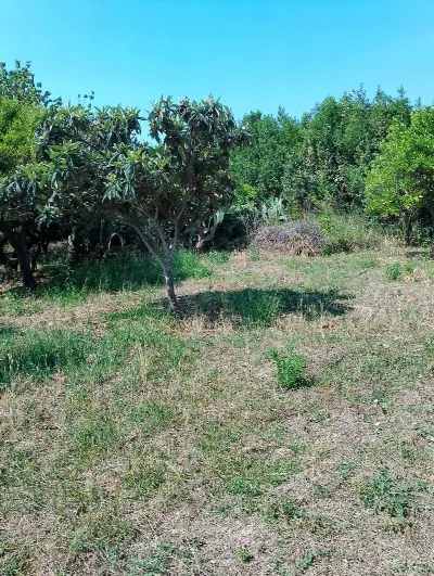 Rustico/Casale in vendita a Pontecagnano F... - foto 5