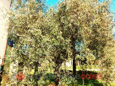Casa Indipendente in vendita a Rocca d'Eva... - foto 9