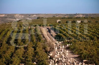 Villa in vendita a Marsala - foto 1