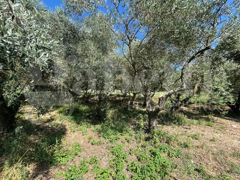 Rustico/Casale in vendita a Gioia Sannitica - foto 7