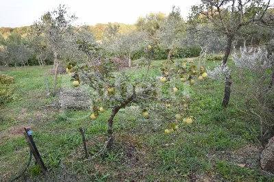 Rustico/Casale in vendita a Olbia - foto 7
