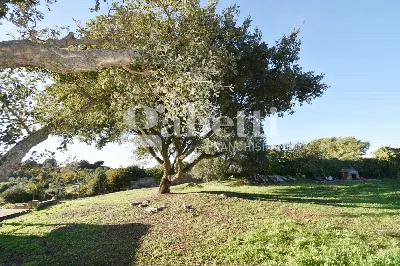 Rustico/Casale in vendita a Tempio Pausani... - foto 6