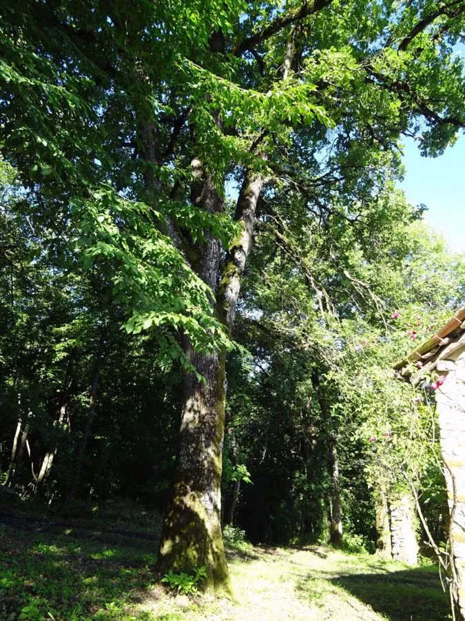 Rustico/Casale in vendita a Montese - foto 9