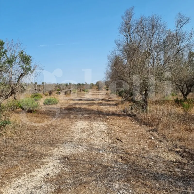 Rustico/Casale in vendita a Ugento - foto 6