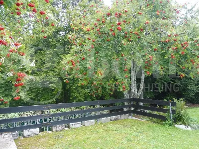 Villa in vendita a Solagna - foto 5