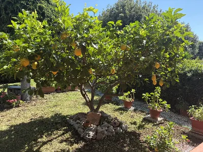 Villetta a schiera in vendita a Cerveteri - foto 6