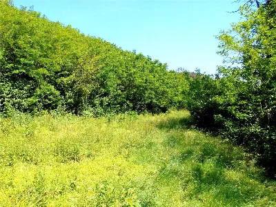 Rustico/Casale in vendita a Capannori - foto 10