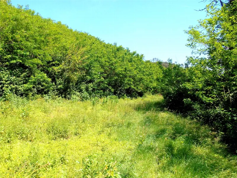 Rustico/Casale in vendita a Capannori - foto 10