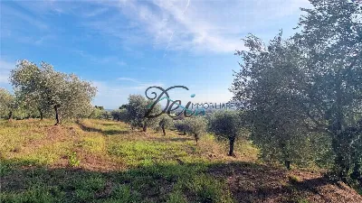 Rustico/Casale in vendita a Montecarlo - foto 3