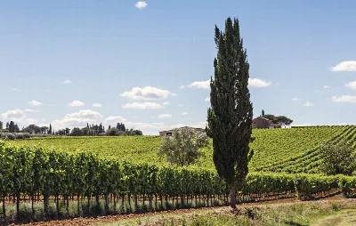 Rustico/Casale in vendita a Cortona - foto 7