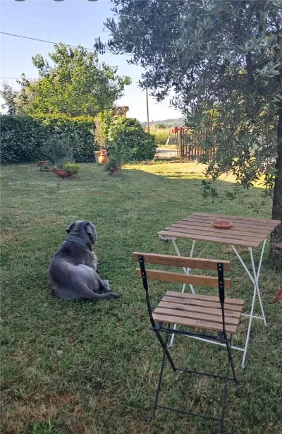 Rustico/Casale in vendita a Foiano della C... - foto 6