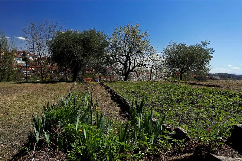 Rustico/Casale in vendita a Montechiaro d'Asti - foto 7