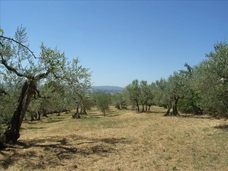Rustico/Casale in vendita a Città della Pieve - foto 7