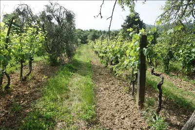 Rustico/Casale in vendita a Trequanda - foto 9
