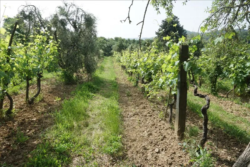 Rustico/Casale in vendita a Trequanda - foto 9