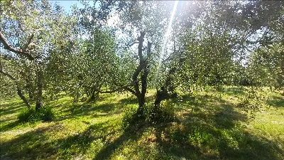 Rustico/Casale in vendita a Montepulciano - foto 10