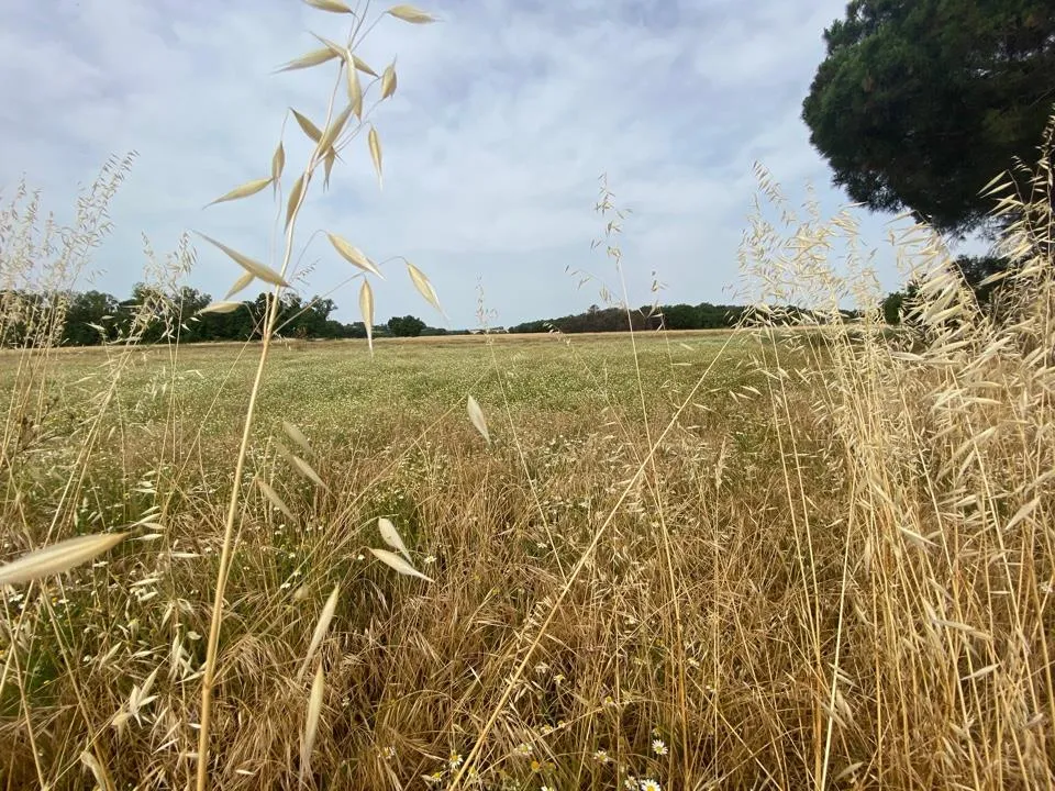 Rustico/Casale in vendita a Castiglione del Lago - foto 3