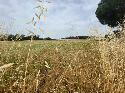 Rustico/Casale in vendita a Castiglione de... - foto 3