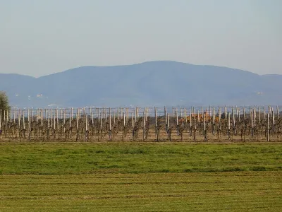 Rustico/Casale in vendita a Castiglione de... - foto 8