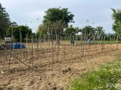 Rustico/Casale in vendita a Barberino di M... - foto 6