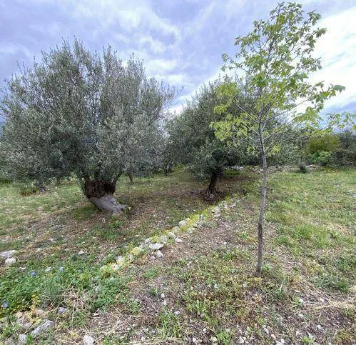 Rustico/Casale in vendita a Carini - foto 5
