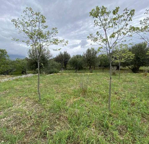 Rustico/Casale in vendita a Carini - foto 9