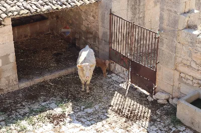 Rustico/Casale in vendita a Ragusa, Zona i... - foto 8