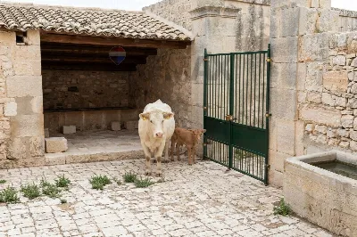 Rustico/Casale in vendita a Ragusa, Zona i... - foto 7