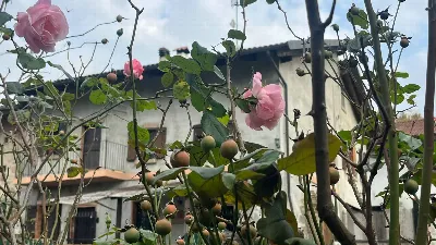 Rustico/Casale in vendita a Robella - foto 4