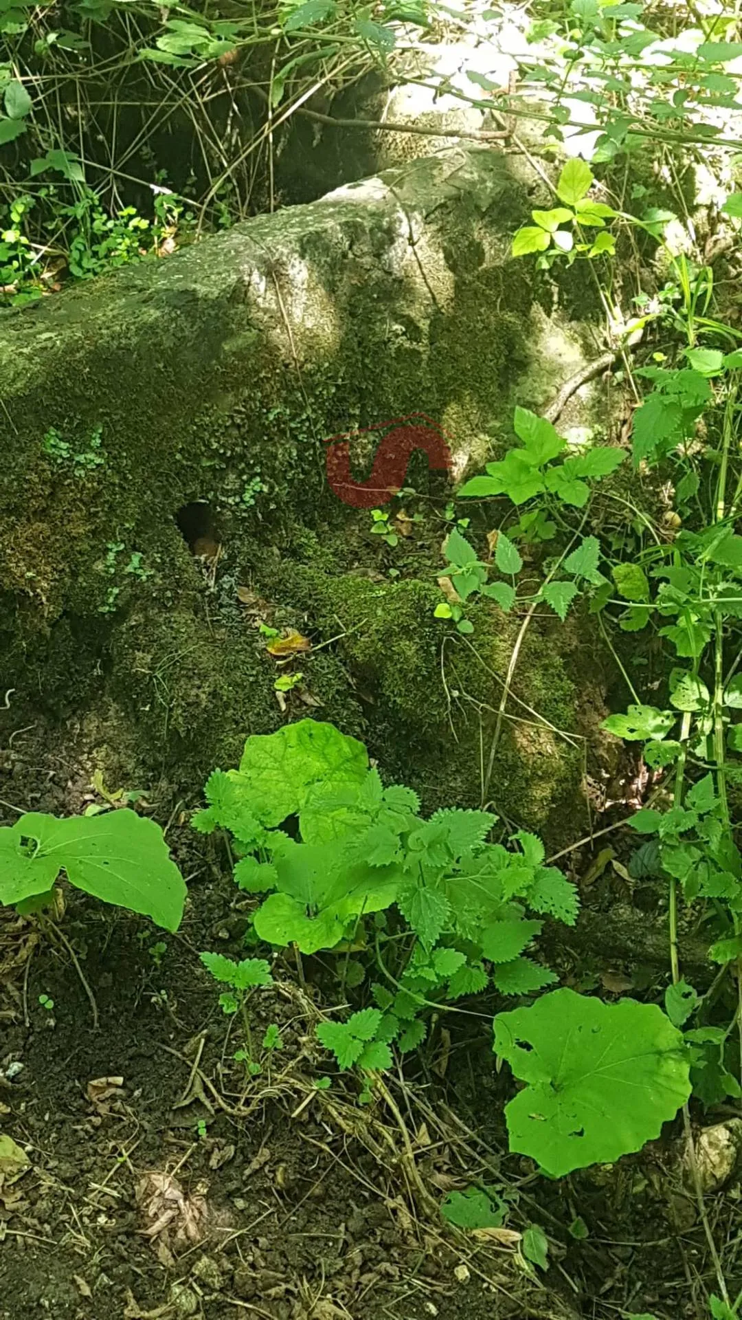 Villa in vendita a Cautano - foto 4