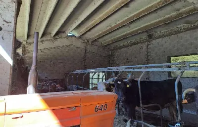 Rustico/Casale in vendita a Monteviale - foto 10