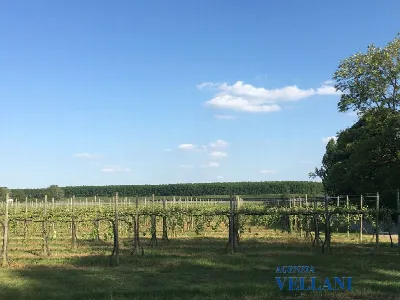Villa in vendita a Carpi - foto 7
