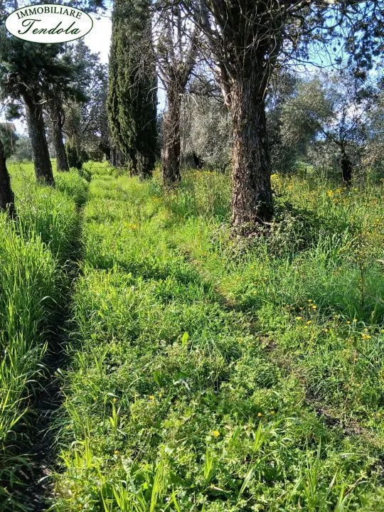 Rustico/Casale in vendita a Sarzana - foto 3