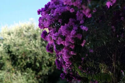 Villa in vendita a Diano Arentino - foto 5