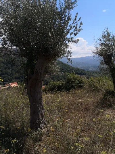 Rustico/Casale in vendita ad Altilia - foto 8