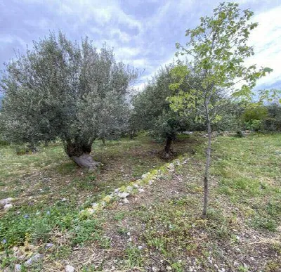 Rustico/Casale in vendita a Carini - foto 5