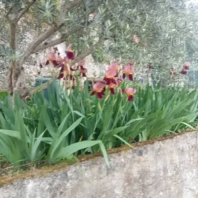 Appartamento in vendita a San Nicola Manfr... - foto 9