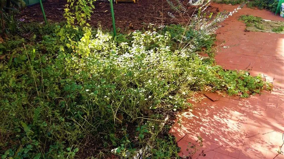 Casa Indipendente in vendita a Poggio a Caiano - foto 4