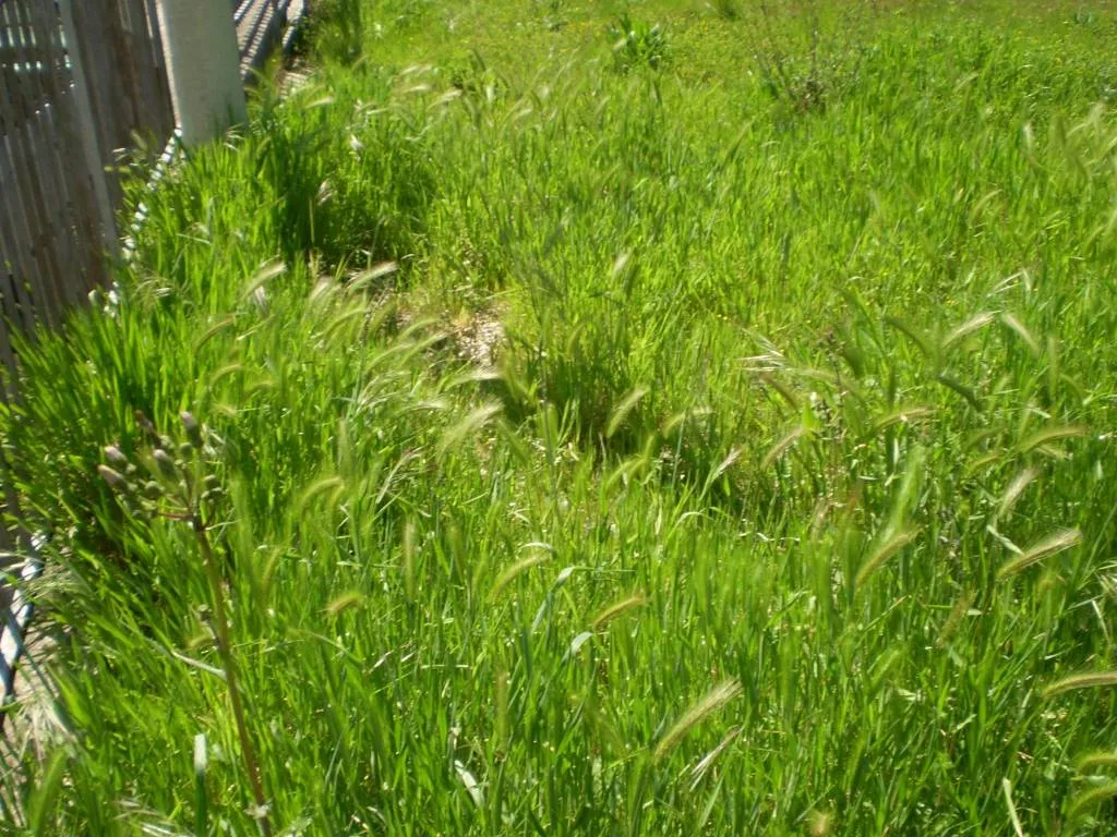 Appartamento in vendita a San Nazzaro - foto 5