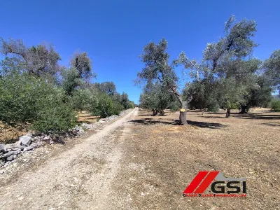 Rustico/Casale in vendita a San Michele Sa... - foto 7